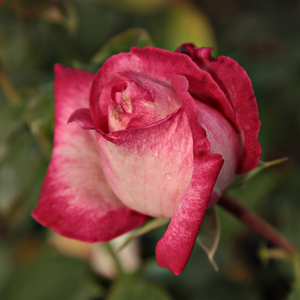 Pоза Дейли скеч - бяло - розов - Рози Флорибунда
